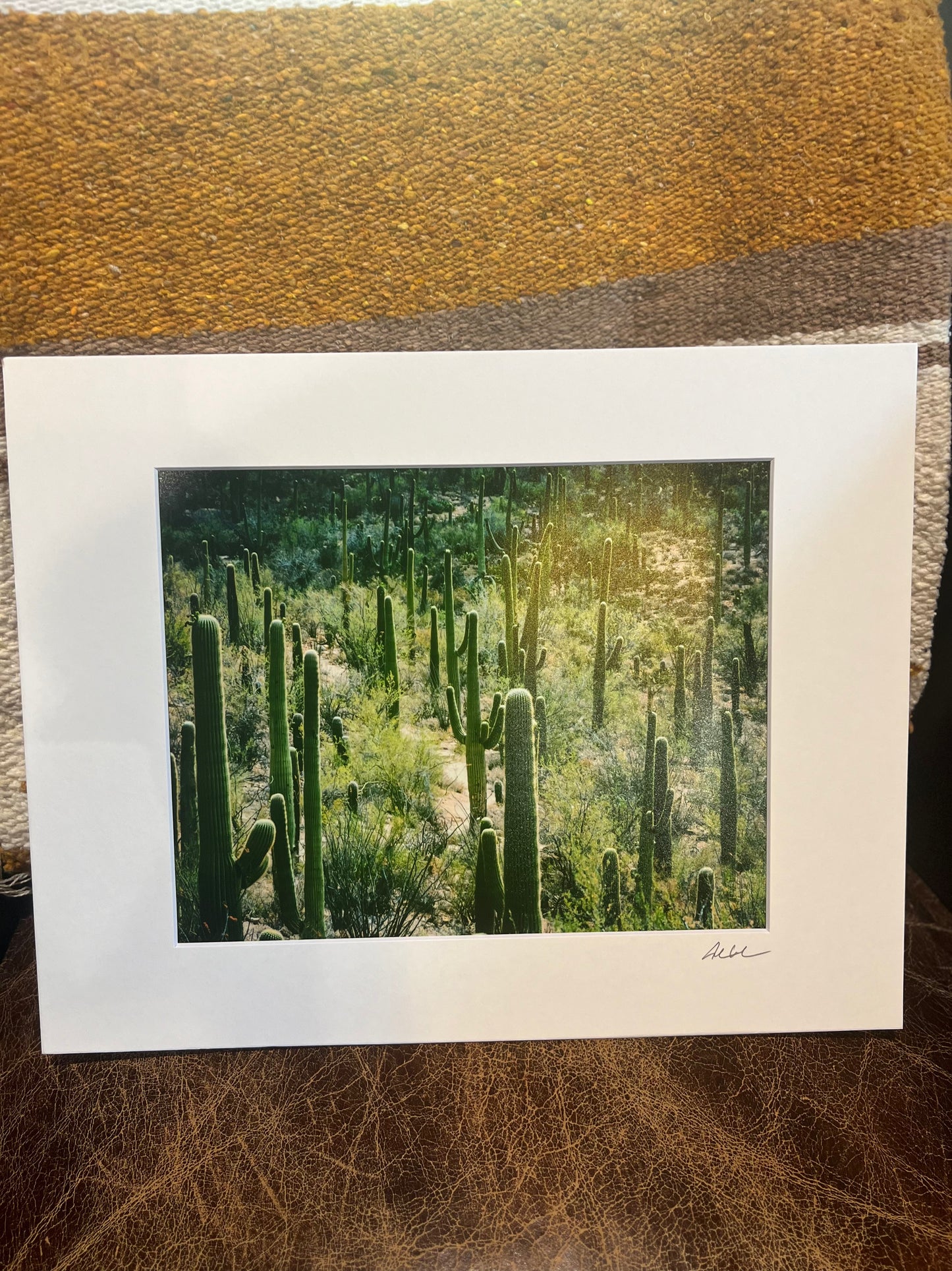 Field of Saguaro Cactus