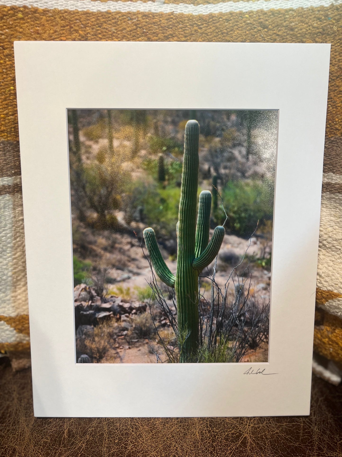 Saguaro Cactus